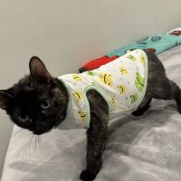 Lakes Animal Clinic ico