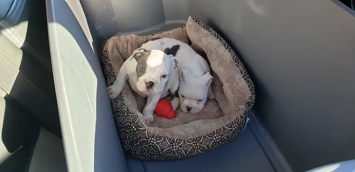 Banfield Pet Hospital Picture 2