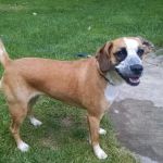 Banfield Pet Hospital