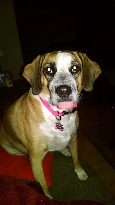 Banfield Pet Hospital Picture 8
