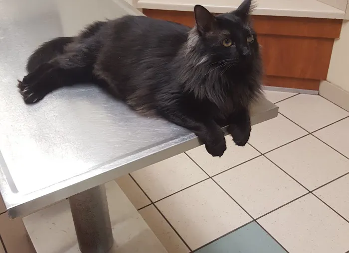 Banfield Pet Hospital Picture 9