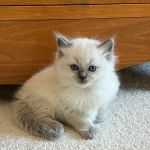 RagDoll Cats Chicago