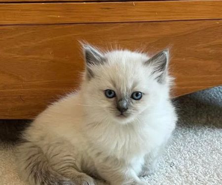 RagDoll Cats Chicago