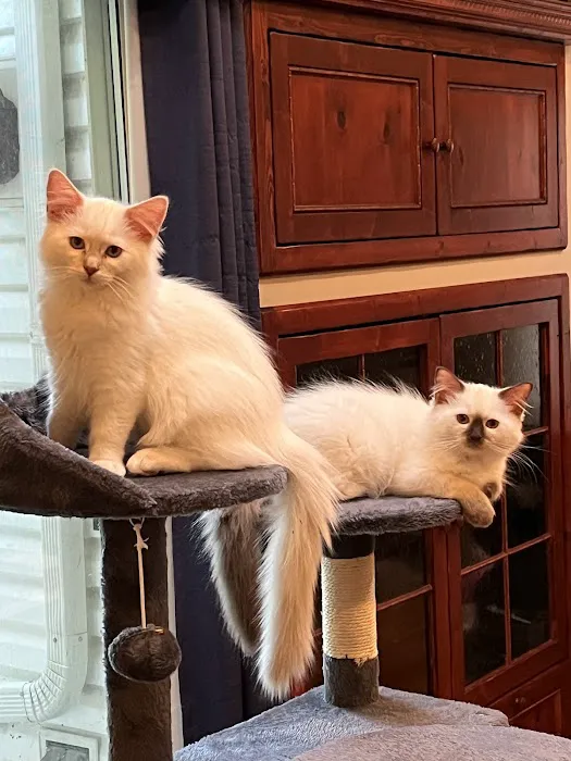 RagDoll Cats Chicago Picture 6