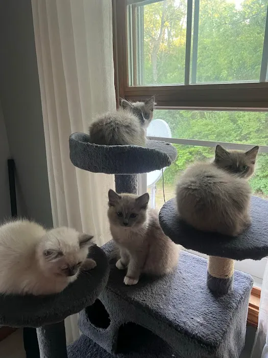 RagDoll Cats Chicago Picture 5