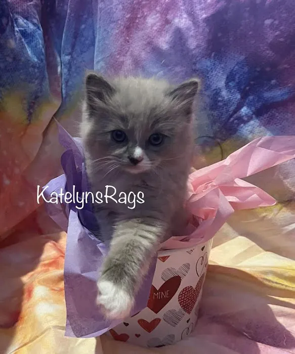 RagDoll Cats Chicago Picture 3