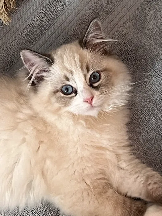 RagDoll Cats Chicago Picture 4