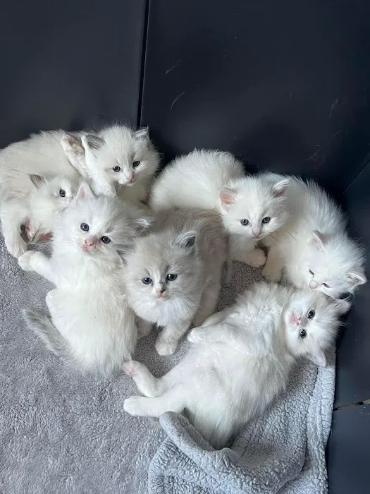RagDoll Cats Chicago Picture 9