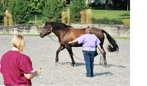 Cutting Edge Equine Veterinary Picture 2