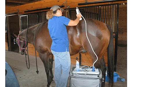 Cutting Edge Equine Veterinary Picture 1