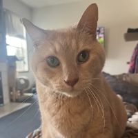 Hartland Veterinary Clinic ico