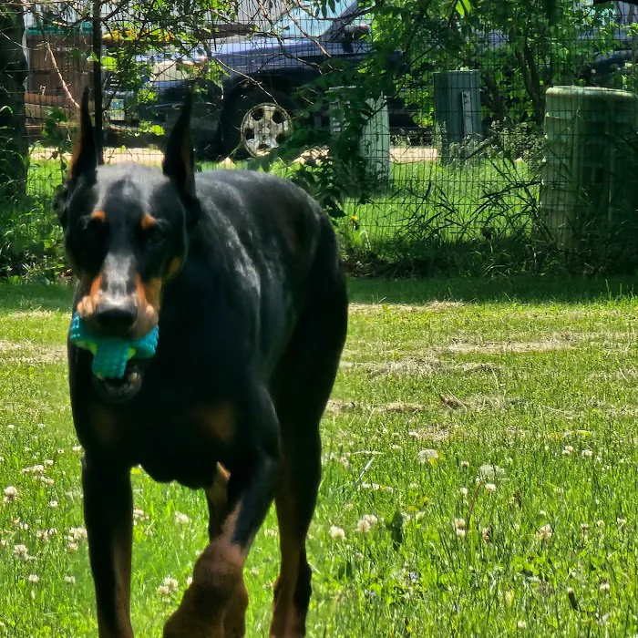 Well Adjusted Pet Picture 2