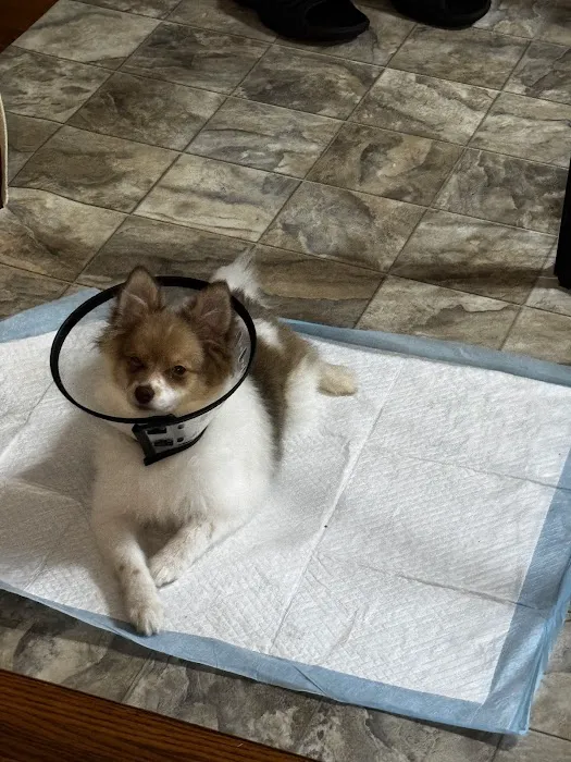 VCA Woodstock Veterinary Clinic Picture 8