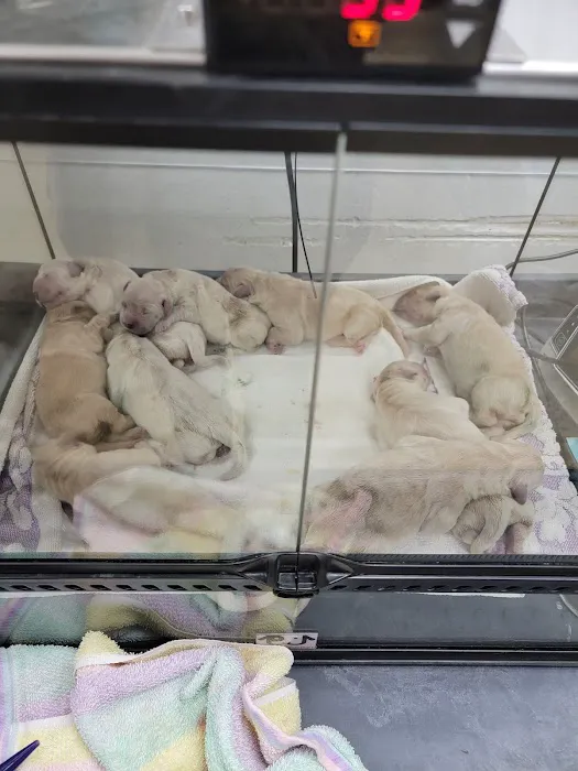 Animal Hospital of Woodstock Picture 2