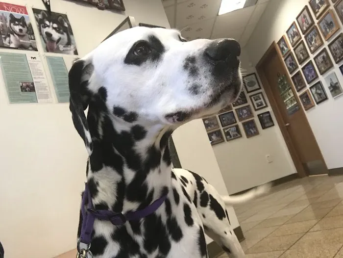 Animal Hospital of Woodstock Picture 3