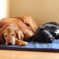Belvidere Family Pet Hospital ico