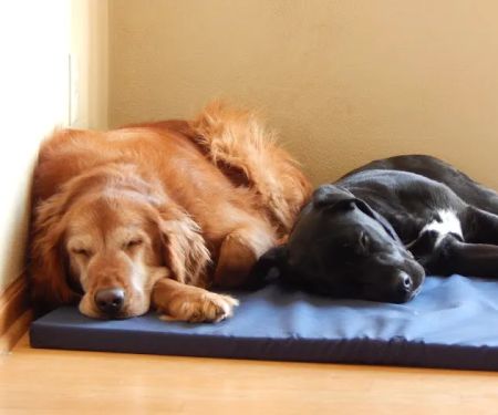 Belvidere Family Pet Hospital