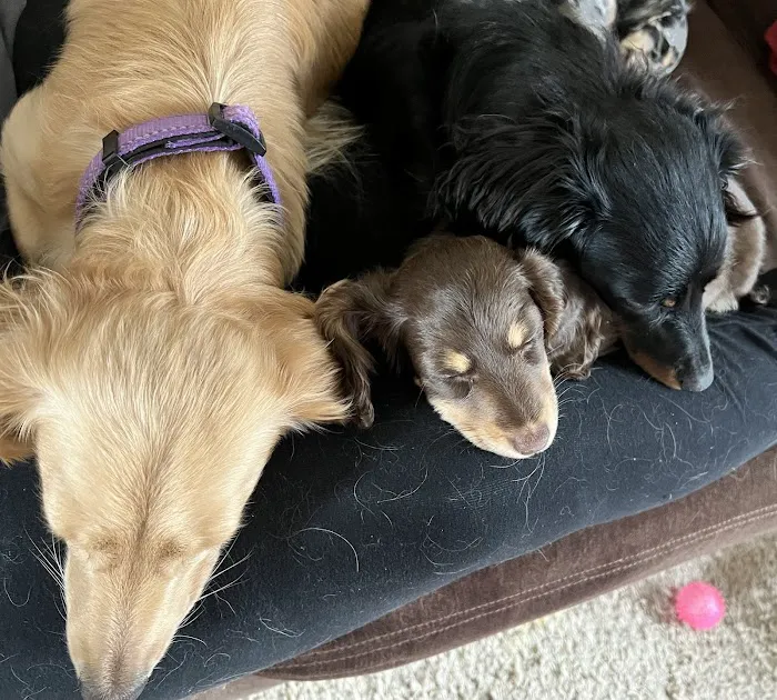 Belvidere Family Pet Hospital Picture 8