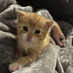 State Street Animal Clinic