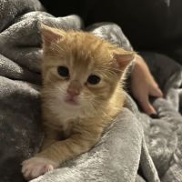 State Street Animal Clinic ico