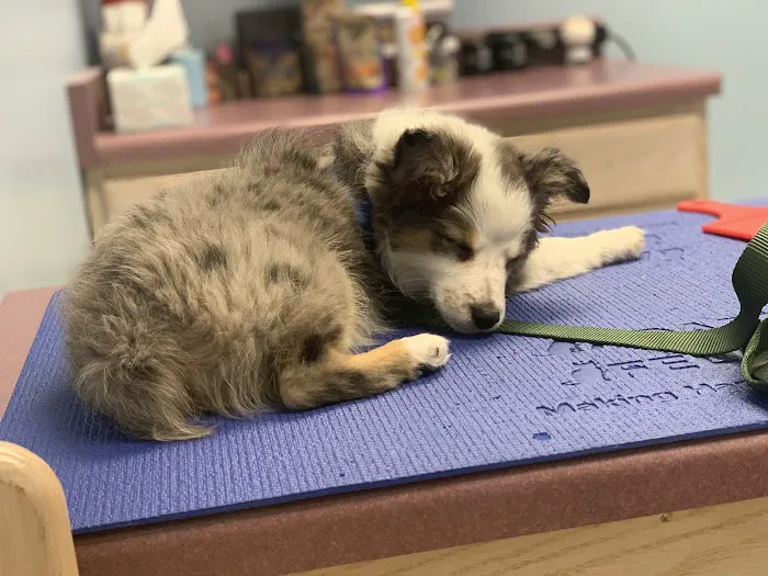 State Street Animal Clinic Picture 7