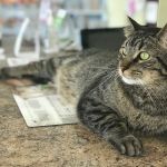 Animal Clinic of Poplar Grove