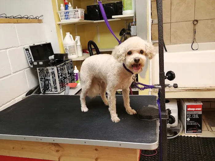 Animal Clinic of Poplar Grove Picture 4