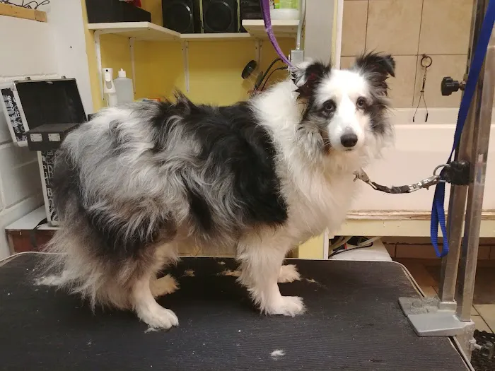Animal Clinic of Poplar Grove Picture 5