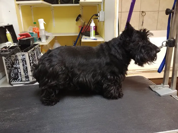 Animal Clinic of Poplar Grove Picture 8