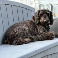 Bellwood Animal Hospital ico