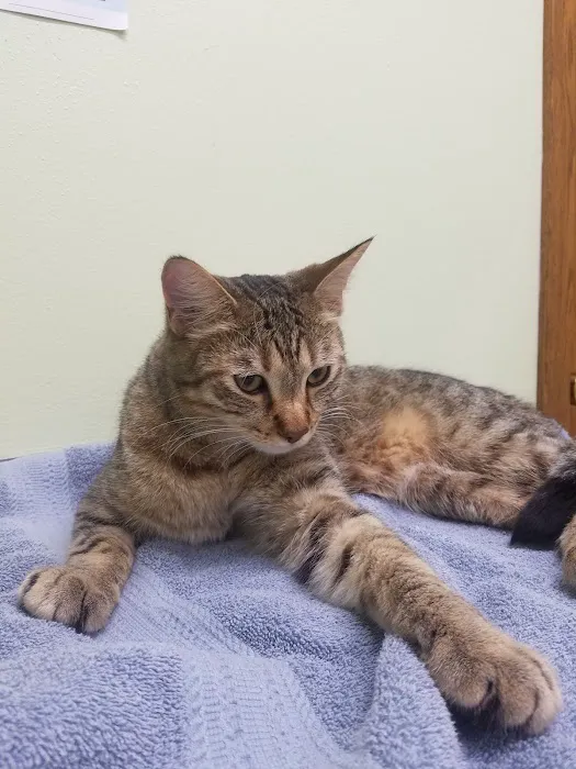 Bellwood Animal Hospital Picture 7