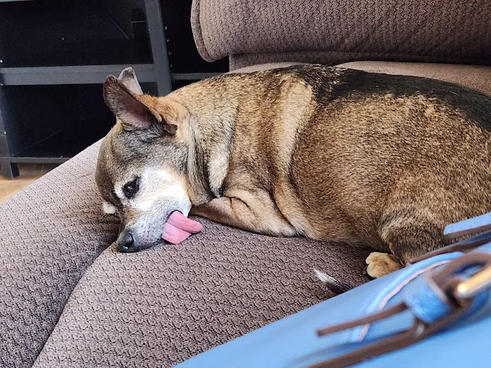 Animal Emergency Clinic of Rockford Picture 2