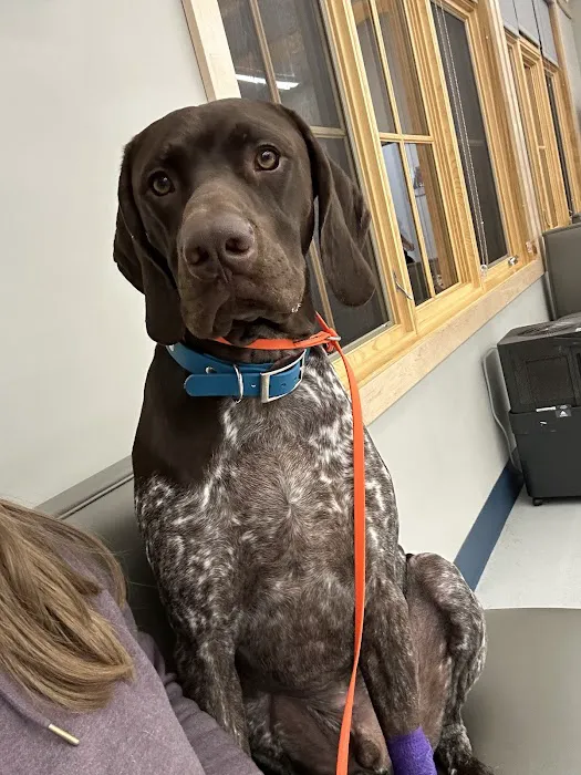 Animal Emergency Clinic of Rockford Picture 1