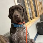 Animal Emergency Clinic of Rockford