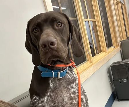 Animal Emergency Clinic of Rockford