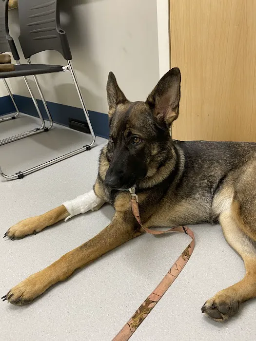 Animal Emergency Clinic of Rockford Picture 7