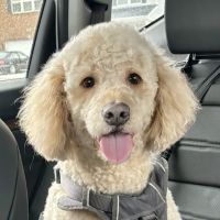 Gray Animal Hospital ico