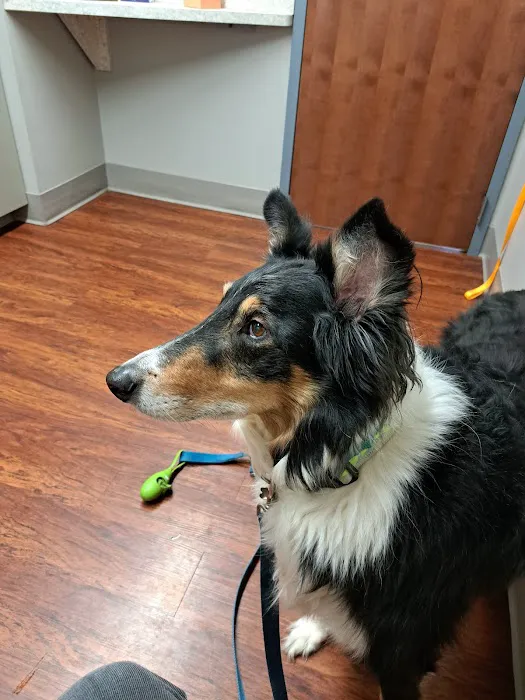 Harbor Animal Hospital Picture 1