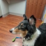 Harbor Animal Hospital