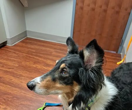 Harbor Animal Hospital