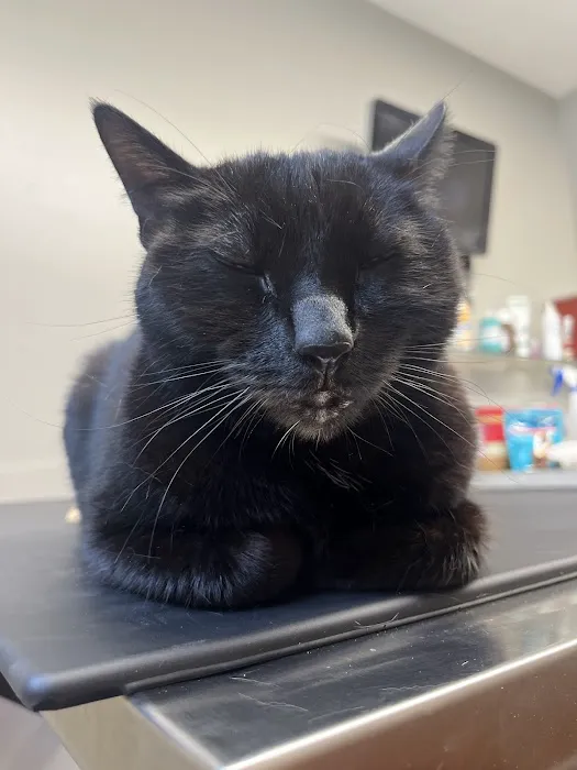 Harbor Animal Hospital Picture 2