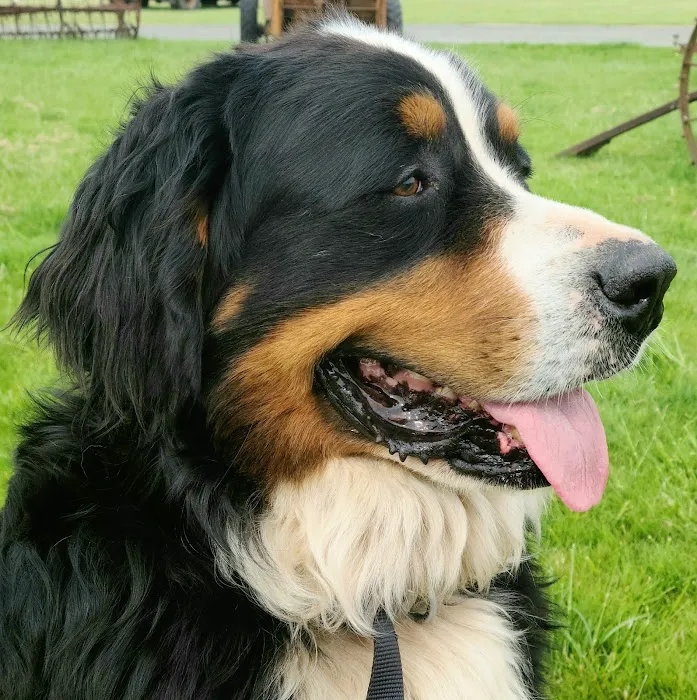 Timberland Veterinary Picture 3