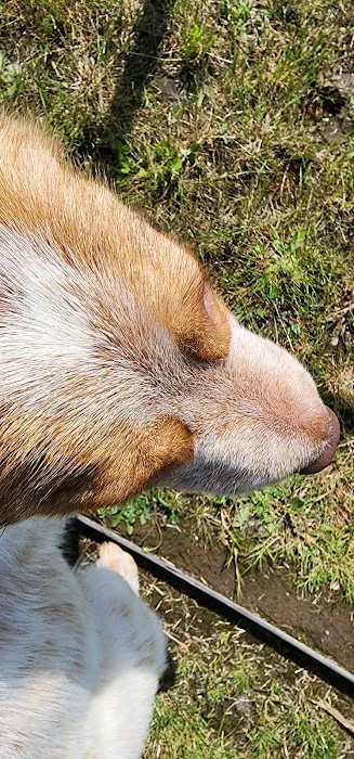 Timberland Veterinary Picture 5