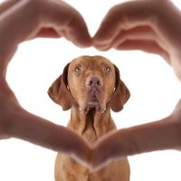 Jackson Hwy Veterinary Clinic ico