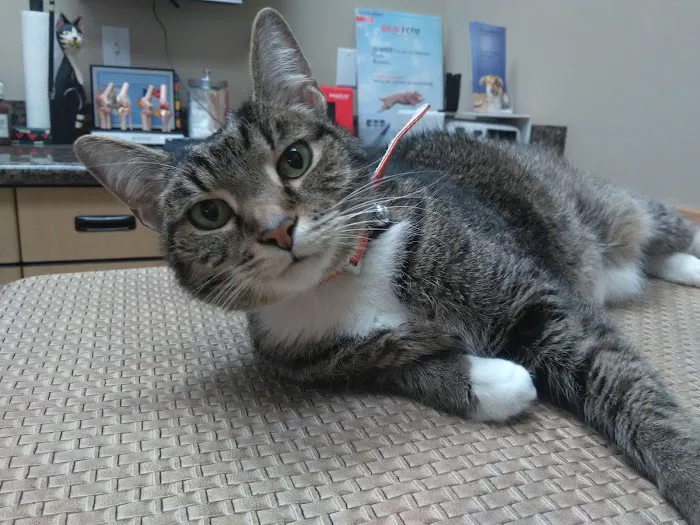 Antonio Animal Hospital Picture 3