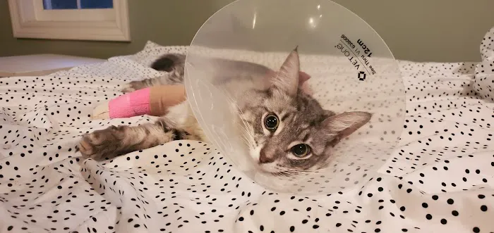 Pacific Coast Veterinary Hospital Picture 4