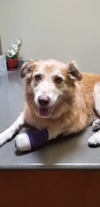 Pacific Coast Veterinary Hospital Picture 2