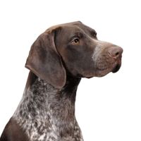 Kingdom Animal Hospital ico