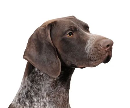 Kingdom Animal Hospital