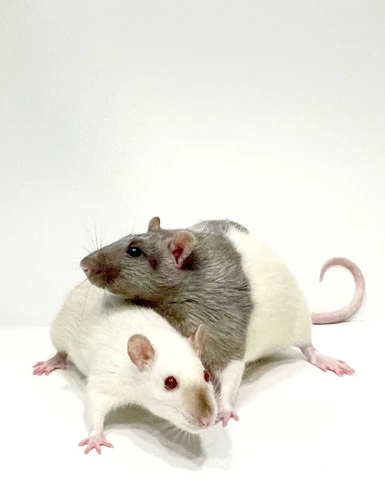 Kingdom Animal Hospital Picture 4